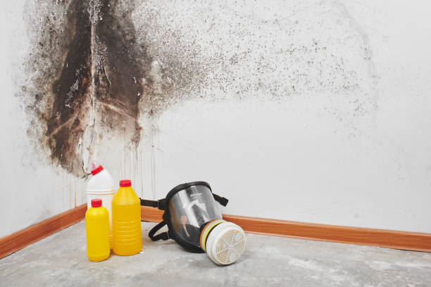 Best Mold Testing  in Jarrell, TX