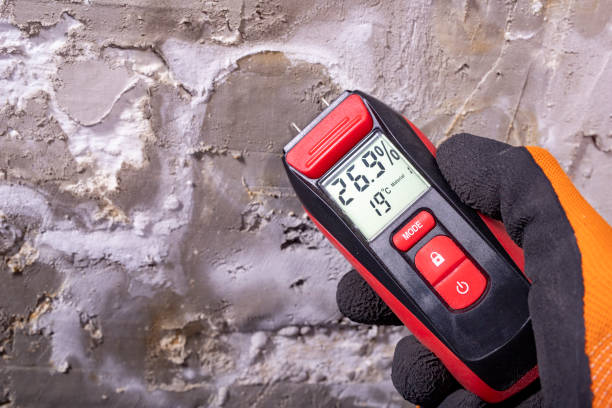 Best Black Mold Removal  in Jarrell, TX