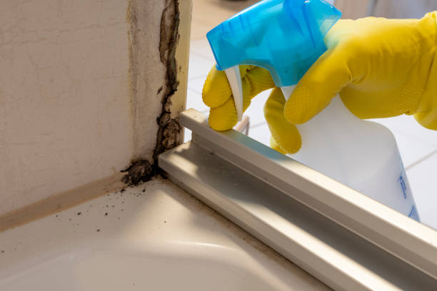 Best Fast Mold Removal  in Jarrell, TX