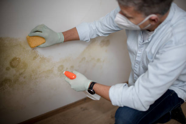 Mold Removal and Inspection in Jarrell, TX
