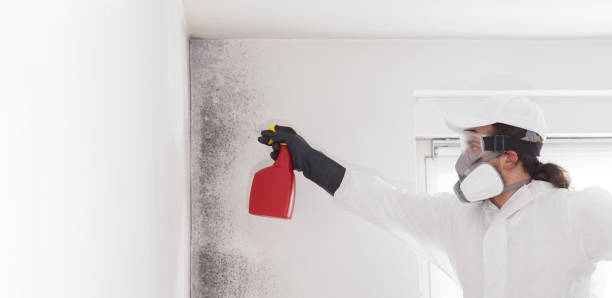 Best Local Mold Removal Service  in Jarrell, TX