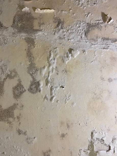 Best Mold Removal Company Near Me  in Jarrell, TX