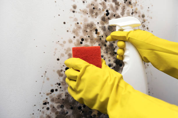Professional Mold Removal in Jarrell, TX