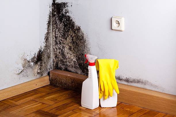 Best Affordable Mold Removal  in Jarrell, TX