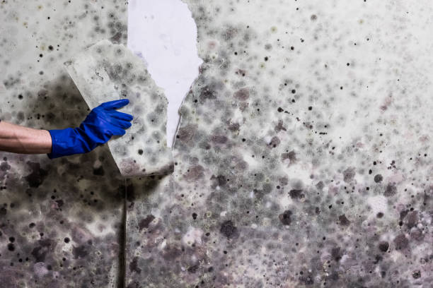 Best Mold Testing  in Jarrell, TX