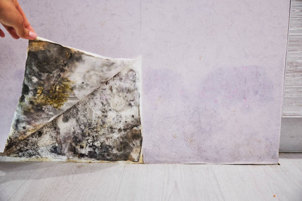 Best Professional Mold Removal  in Jarrell, TX